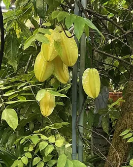 Carambola Botanical Garden