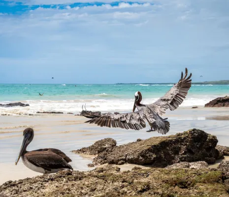 Galápagos