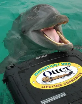 Dolphin Discovery