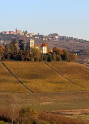 Barolo