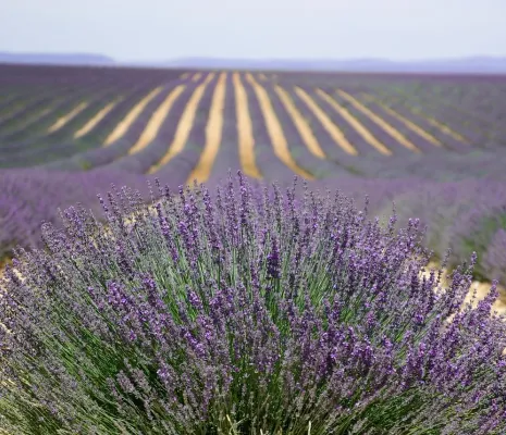 Provence