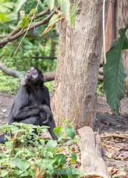 Republic of the Congo