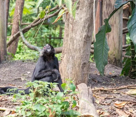 Republic of the Congo